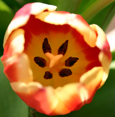 Tulpenbluete-rot-gelb-2.jpg
